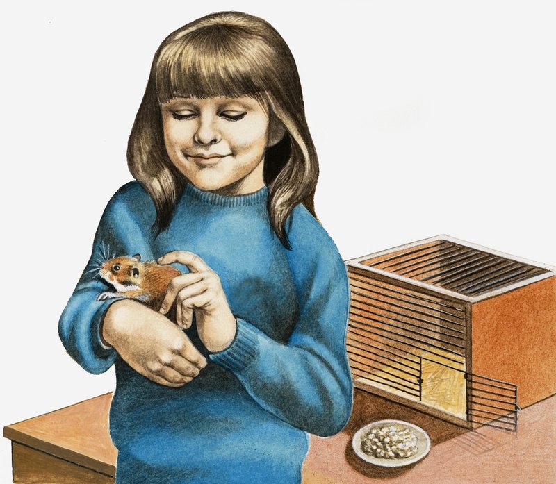 En jente og hamsteren hennes av English School