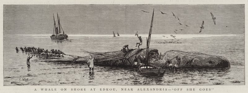 A Whale on Shore ved Edkou, nær Alexandria, "Off She goes" (gravering) av English School