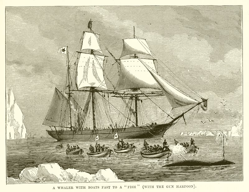 En hvalfanger med båter raskt til en fisk (med våpenharpunen) av English School