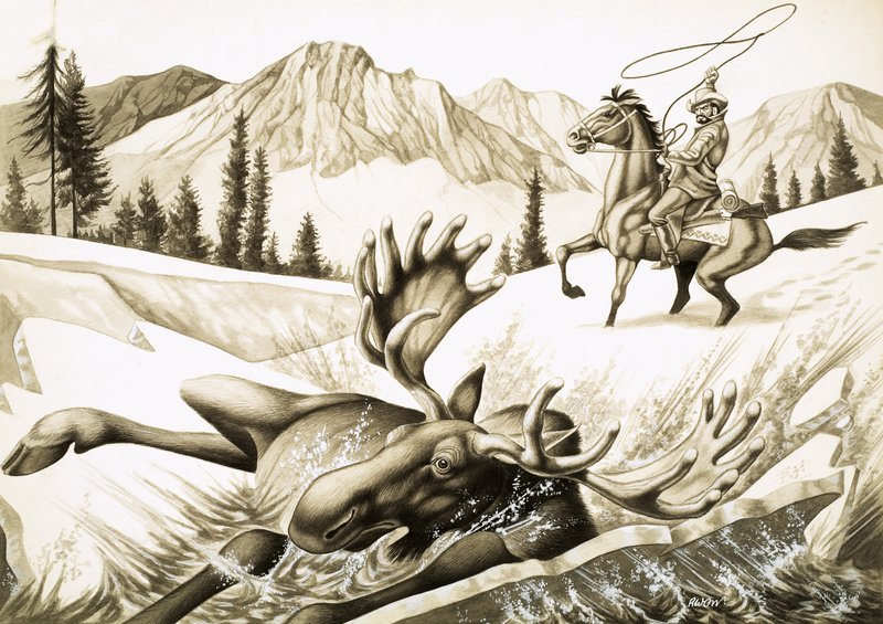 En cowboy i British Columbia lasser en okse-elg av English School
