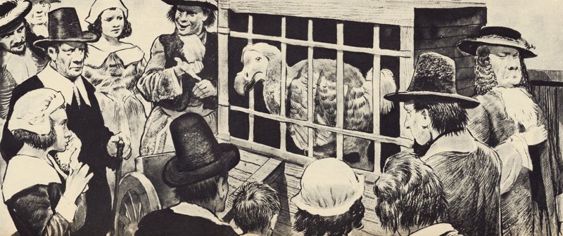 En dodo som blir stilt ut i England fra det syttende århundre (litho) av English School