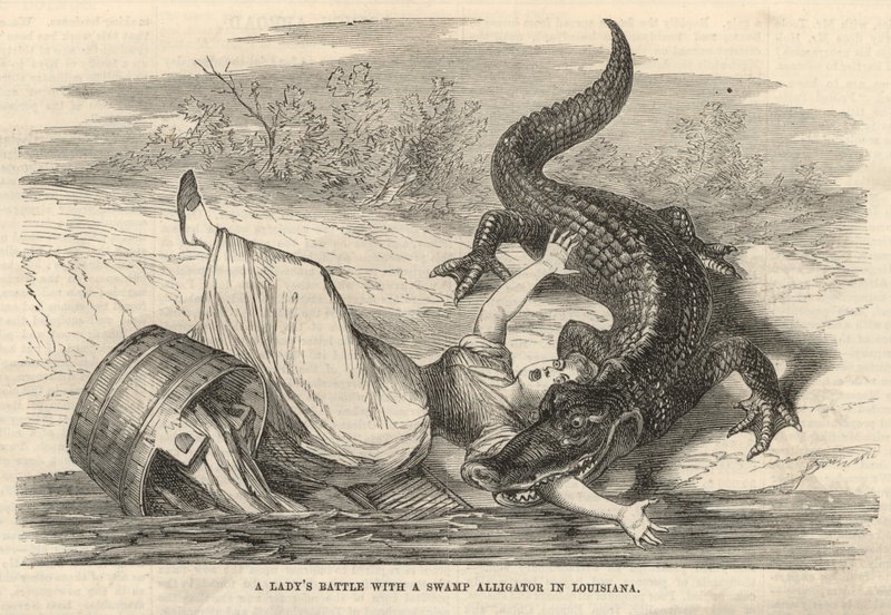 En damekamp med en sump-alligator i Louisiana av English School