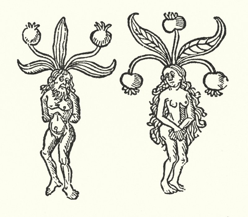 Et par mandrakes fra et gammelt tresnitt (gravering) av English School