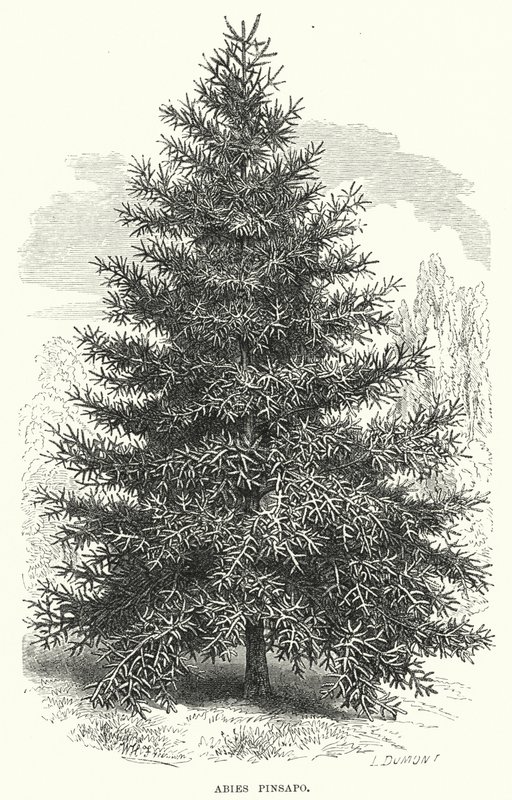 Abies Pinsapo (gravering) av English School