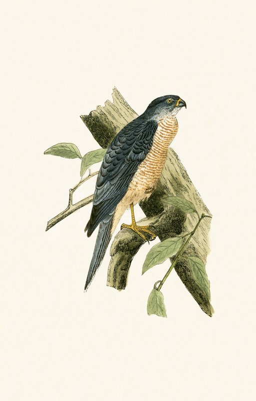 Accipiter Sphenurus, illustrasjon fra 