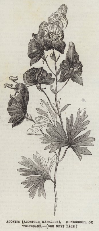 Aconite (Aconitum Napellus), Monkshood eller Wolfsbane (gravering) av English School