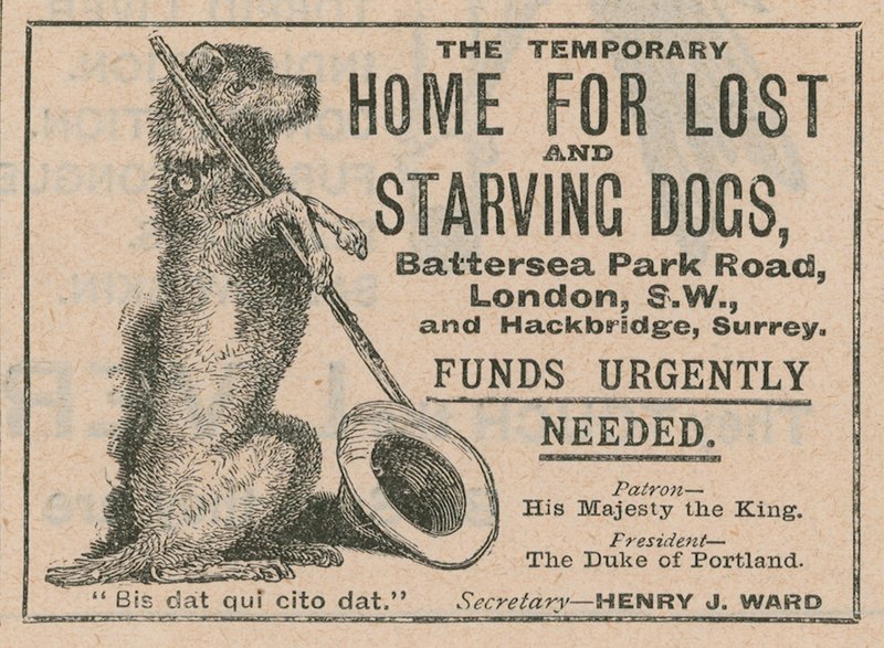 Annonse for Battersea Dogs Home av English School