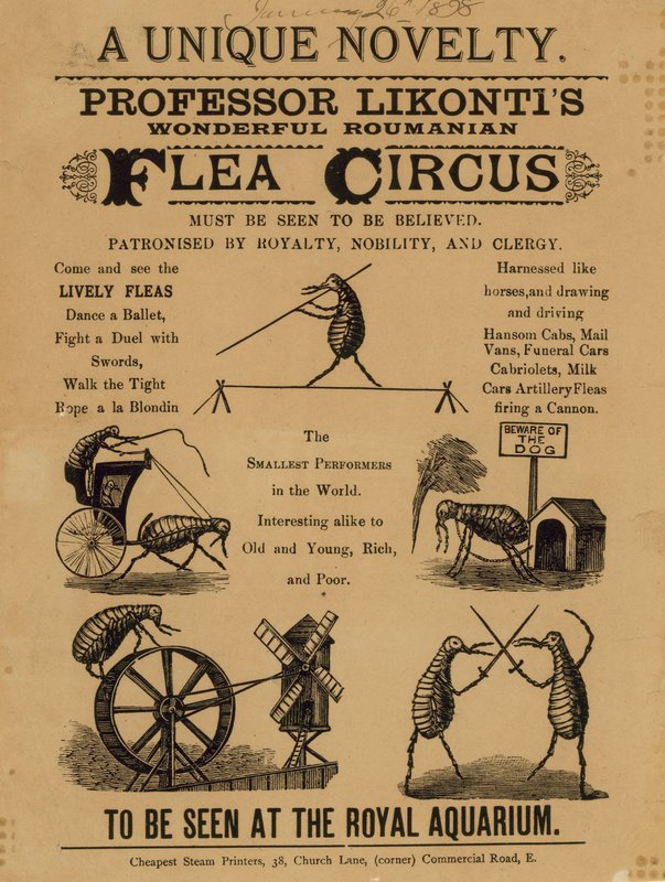 Annonse for professor Likontis Wonderful Roumanian Flea Circus av English School