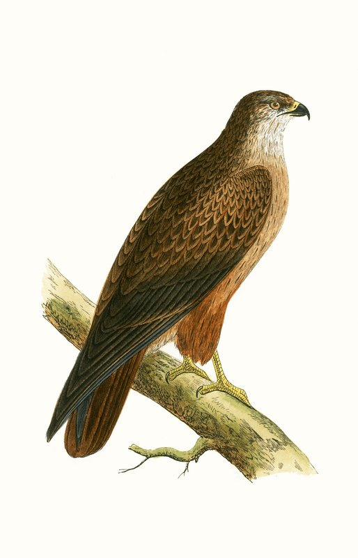 African Buzzard, illustrasjon fra 