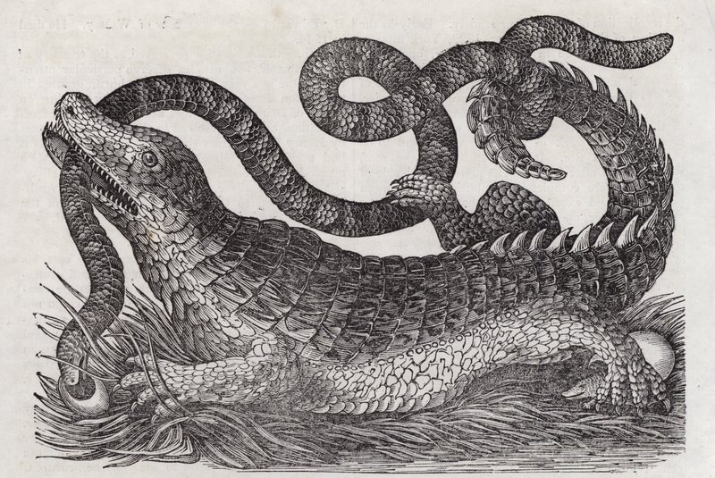 Alligator (gravering) av English School