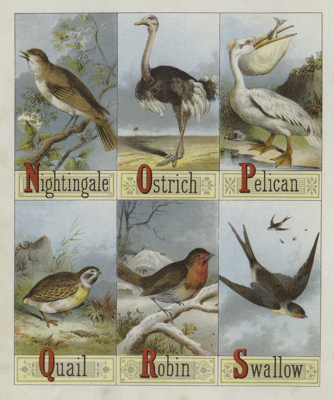 Alfabet av fugler (farge litho) av English School