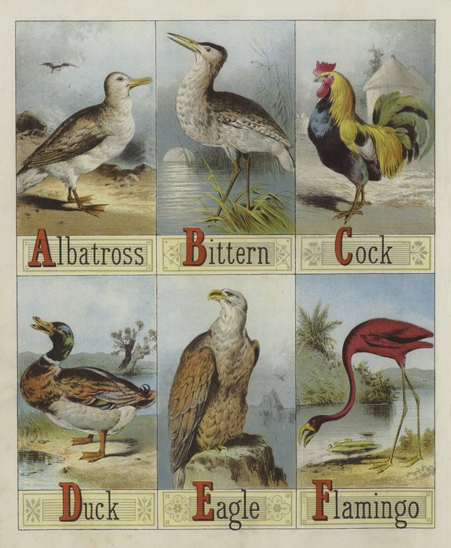 Alfabet av fugler (farge litho) av English School