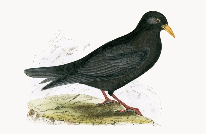 Alpine Chough, illustrasjon fra 