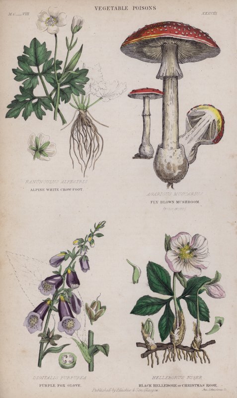 Alpine hvit kråkefot; fluebrun sopp; Purple Fox Glove; Black Hellebore eller Christmas Rose (farget gravering) av English School