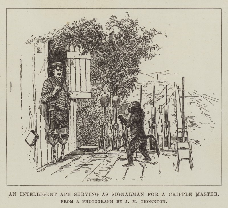 En intelligent ape som tjener som signalmann for en krøplingmester av English School
