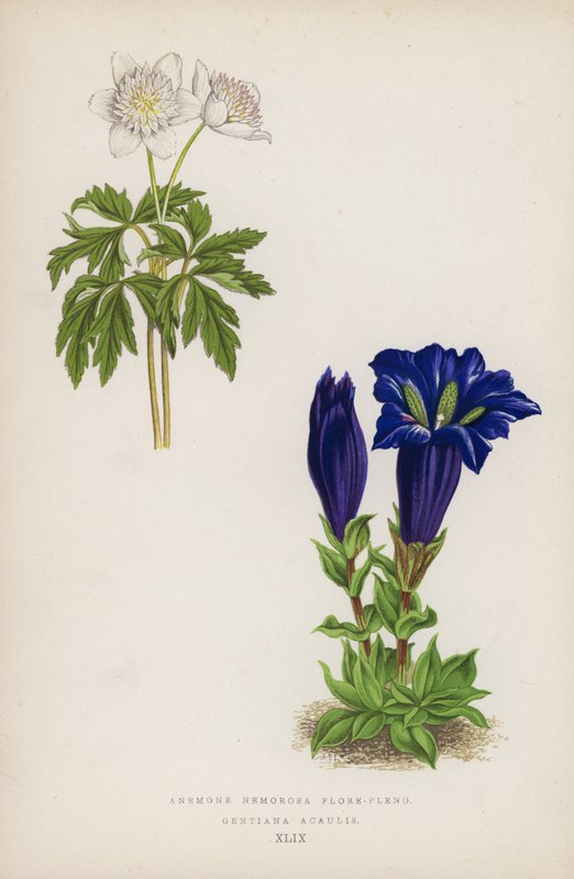 Anemone Nemorosa i full blomst; Gentiana Acaulis (farge litho) av English School