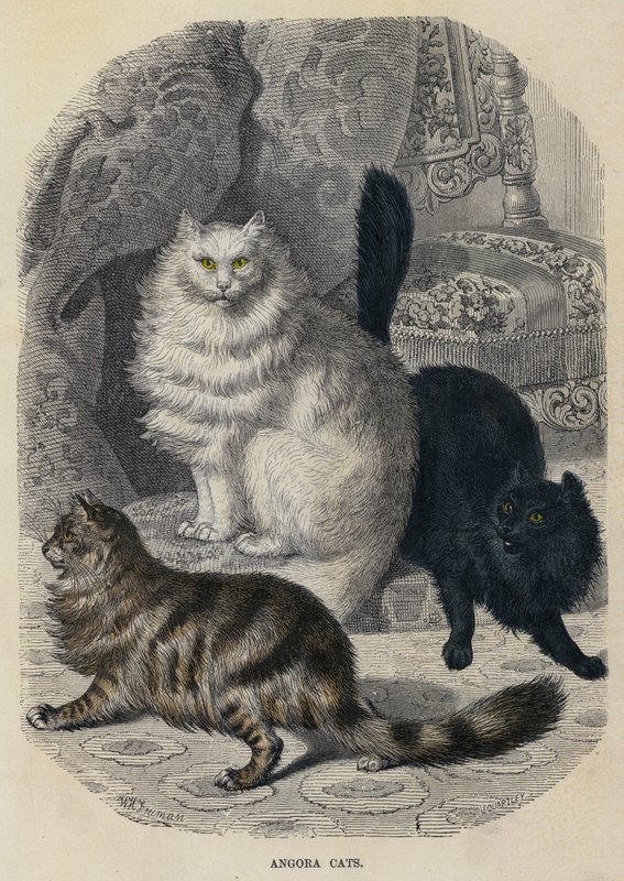 Angora Cats (farget gravering) av English School