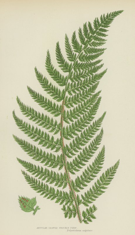 Kantet bladbregne (litho-farge) av English School