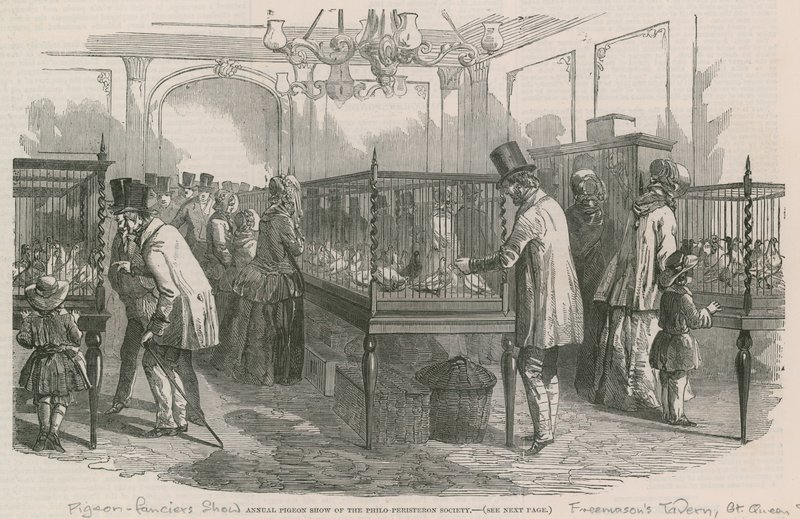 Årlig Pigeon Show av Philio-Peristeron Society av English School