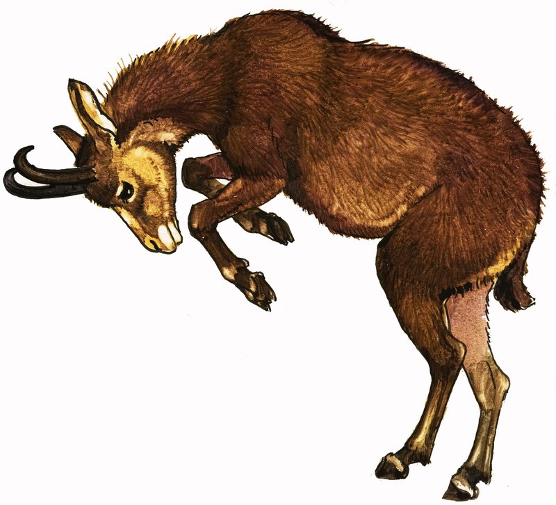 Antilope av English School