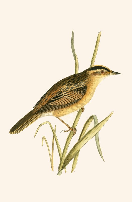 Aquatic Warbler, illustrasjon fra 