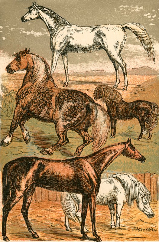 Arabisk hest, vognhest, veddeløpshest, shetlandsponni og ponni av English School