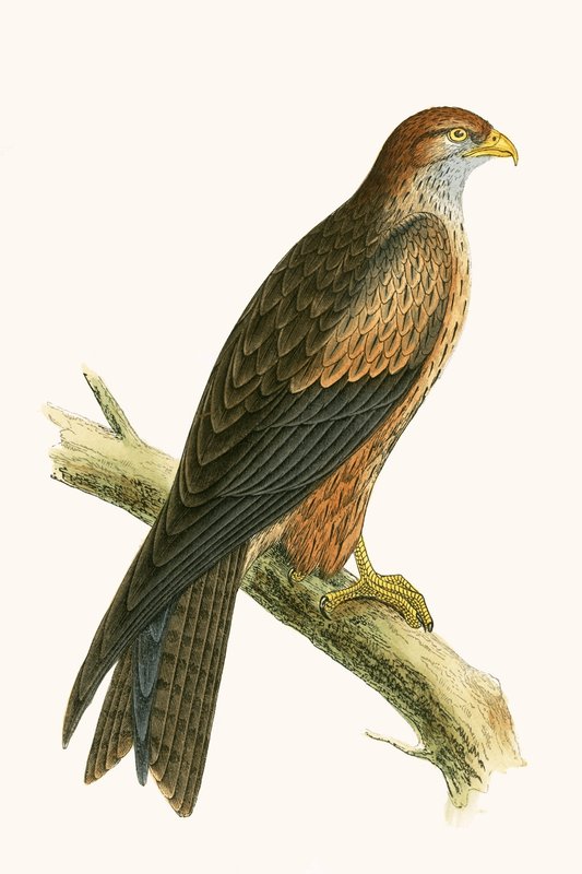 Arabian Kite, illustrasjon fra 