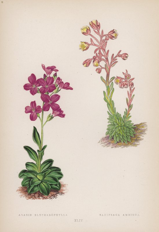 Arabis; Saxifraga Ambigua (farge litho) av English School