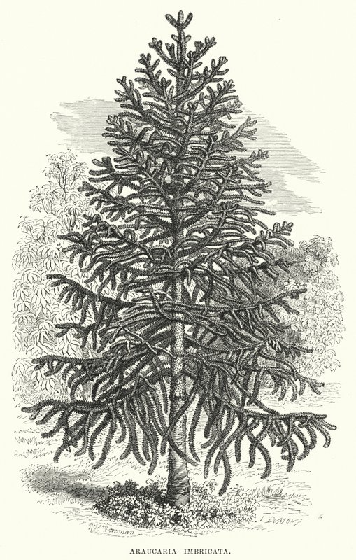 Araucaria Imbricata (gravering) av English School