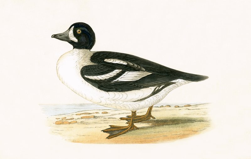 Arctic Garrot, illustrasjon fra 