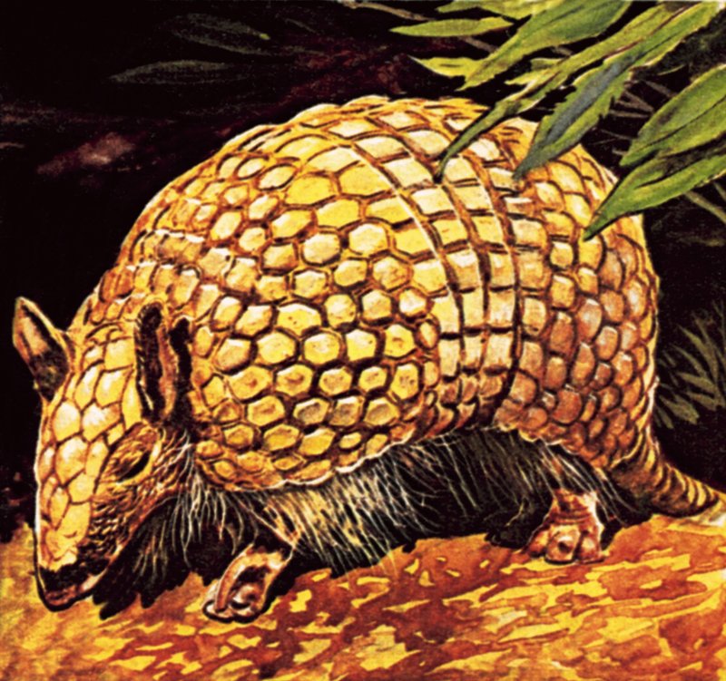Armadillo av English School