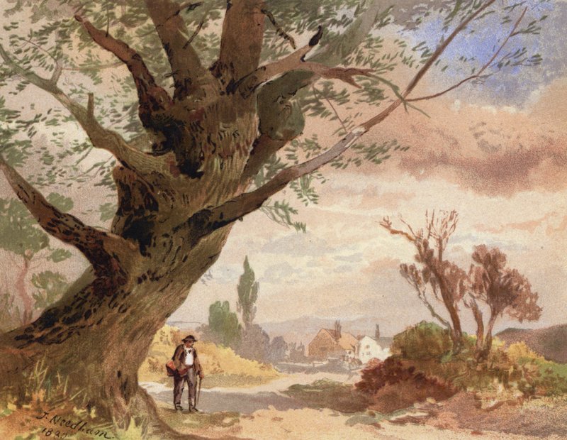 Ask ved veikanten (farge litho) av English School