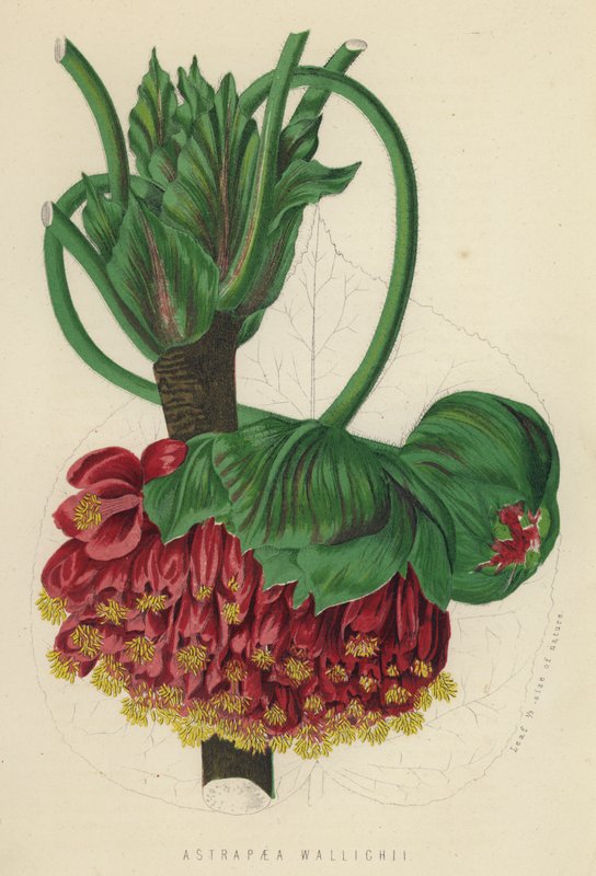 Astrapaea Wallichii (chromolitho) av English School