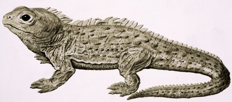 At Home in the Wilds: Land of Living Fossils av English School