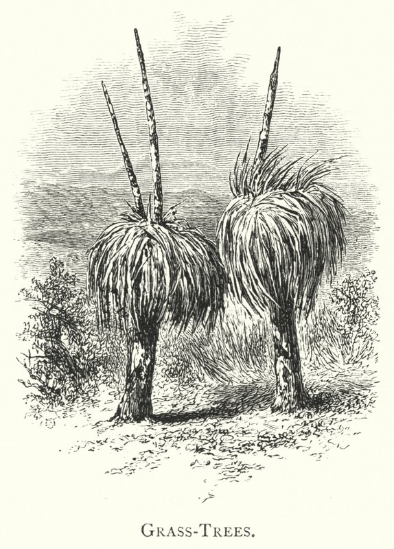 Australia: Grass-Trees (gravering) av English School