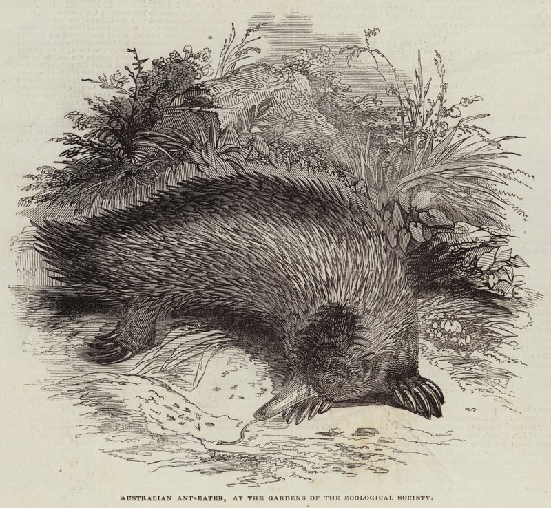 Australian Ant-Eater, ved Gardens of the Zoological Society (gravering) av English School