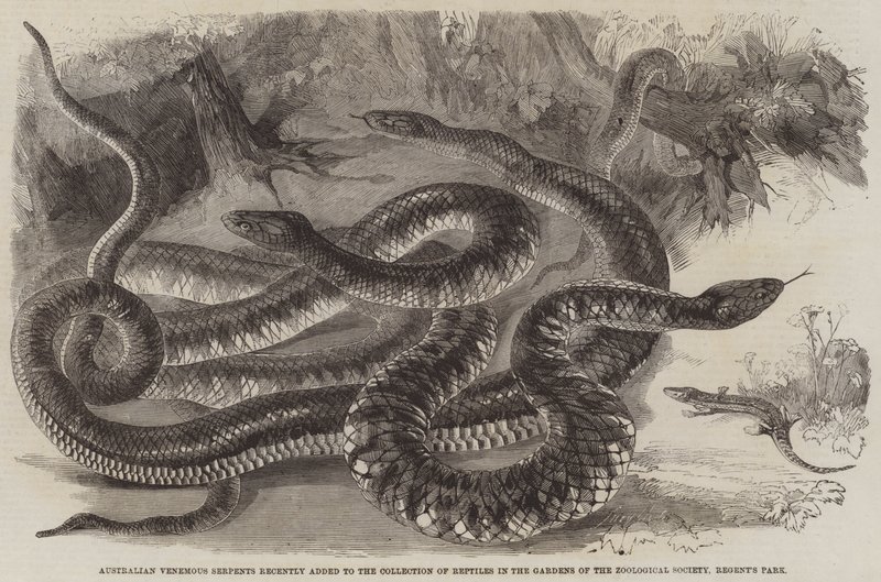 Australian Venemous Serpents nylig lagt til samlingen av reptiler i Gardens of the Zoological Society, Regent