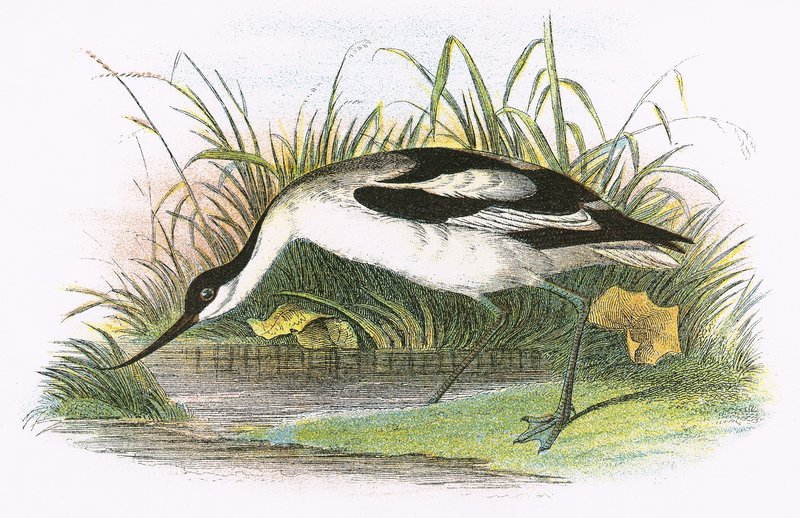 Avocet av English School