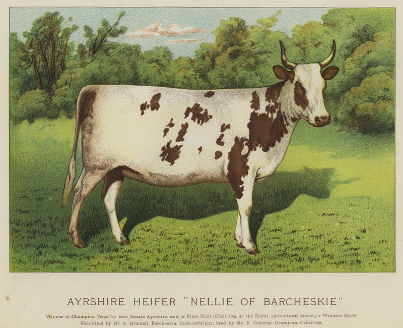Ayrshire kvige "Nellie of Barcheskie" (farge litho) av English School