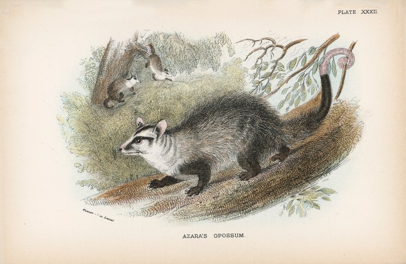 Azaras Opossum av English School