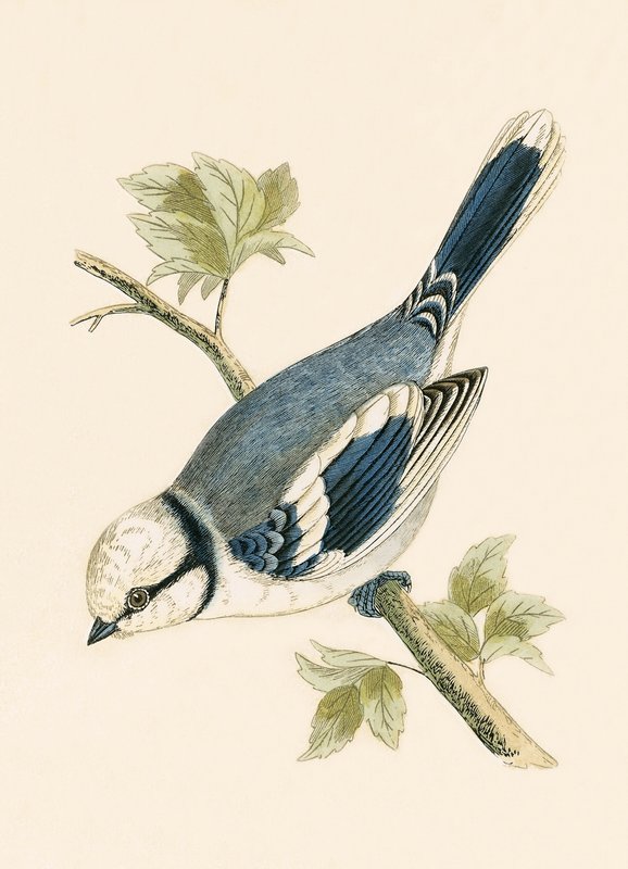 Azure Tit, illustrasjon fra 