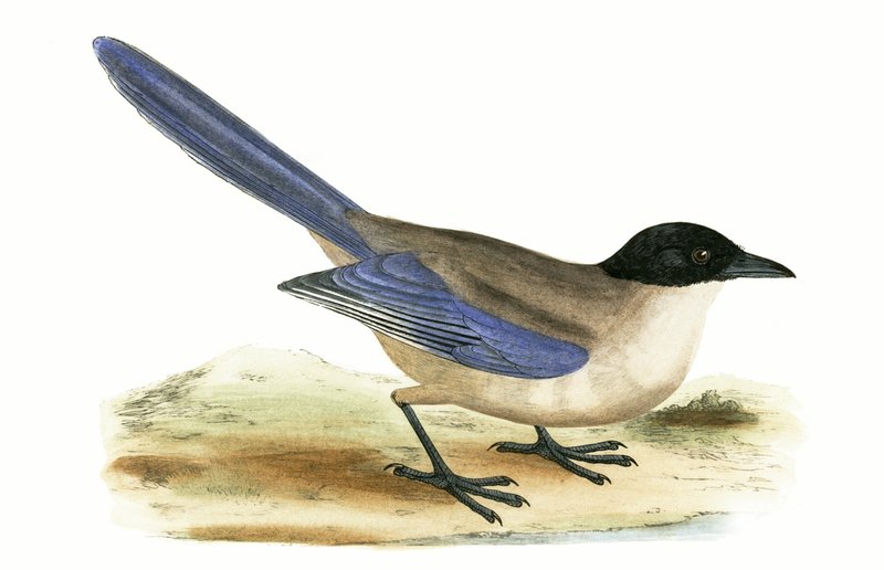 Azure Winged Magpie, illustrasjon fra 'A History of the Birds of Europe Not Observed in the British Isles' av Charles Robert Bree (1811-86), utgitt 1867 av English School