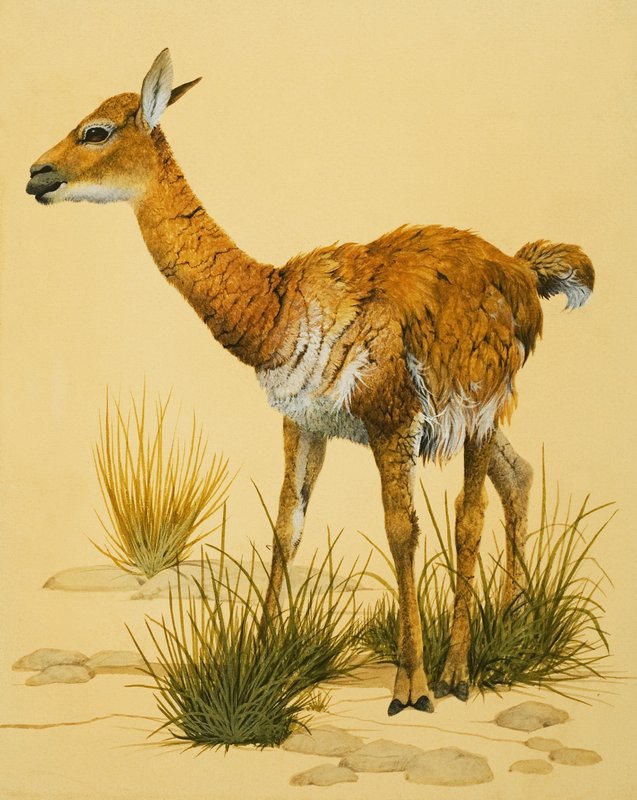 Baby lama av English School
