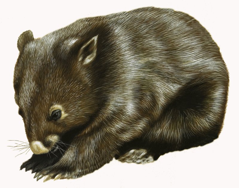 Baby Possum av English School