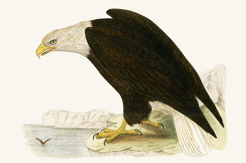 Bald Eagle, illustrasjon fra 