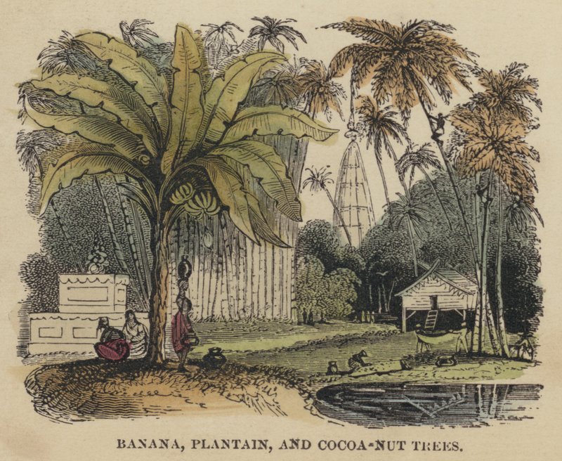 Banan-, plantain- og kakao-nøttetrær (farget gravering) av English School
