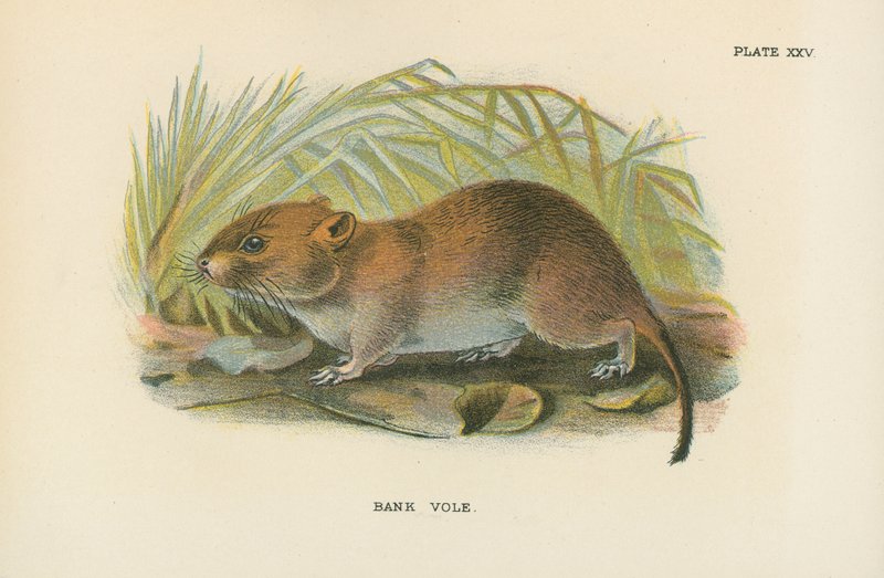 Bank Vole av English School