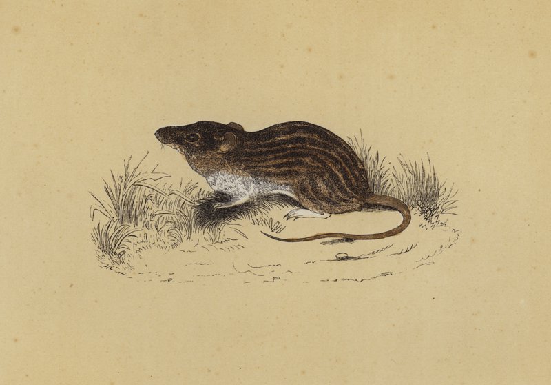 Barbary Mouse (farge litho) av English School