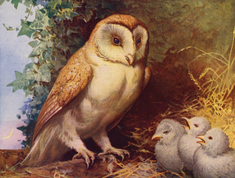 Barnugle og kyllinger (farge litho) av English School