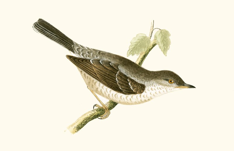Barred Warbler, illustrasjon fra 